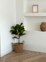 Artificial plant Ficus Tabakplant Deluxe 90 cm - Easyplants Artificial Plants & Flowers