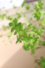 Artificial plant Enkianthus 210 cm - Easyplants Artificial Plants & Flowers