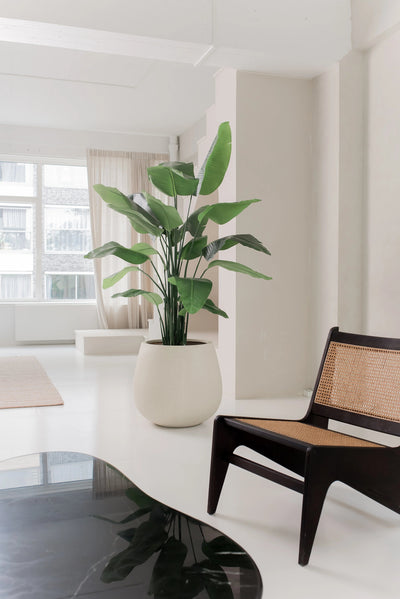The Artificial Plant Strelitzia Real Touch Deluxe 180 cm stands on a white floor in a light, minimalist living room with white walls, transparent windows and a dark wooden chair with a woven seat and backrest.