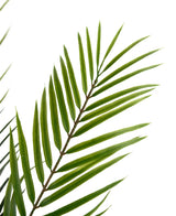 Artificial palm Chamaedorea 71 cm - Easyplants Artificial Plants & Flowers