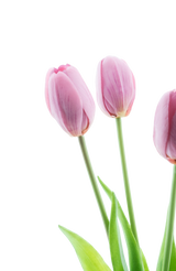 Artificial tulip bouquet real touch purple 40 cm - Easyplants Artificial Plants & Flowers