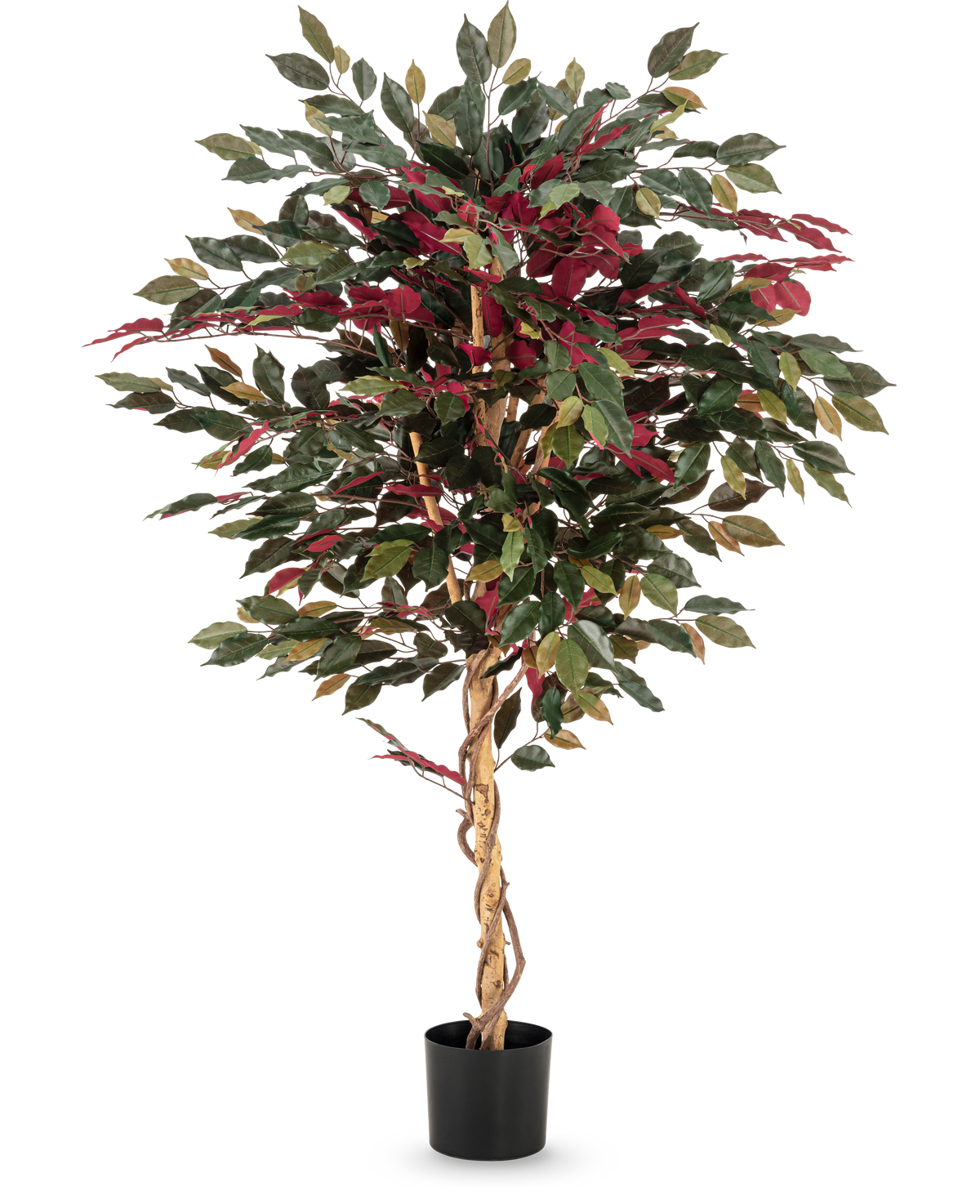The Artificial Plant Ficus green/red 150 cm has a twisted light brown trunk, green and burgundy leaves and comes in a black pot - ideal as a striking houseplant against a white background.