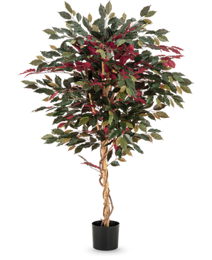 The Artificial Plant Ficus green/red 150 cm has a twisted light brown trunk, green and burgundy leaves and comes in a black pot - ideal as a striking houseplant against a white background.