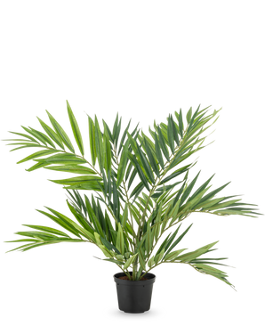 The Artificial Palm Parlor UV 60 cm has long, narrow leaves on several stems in a simple black pot, against a white background - a stylish artificial palm that enhances any room.