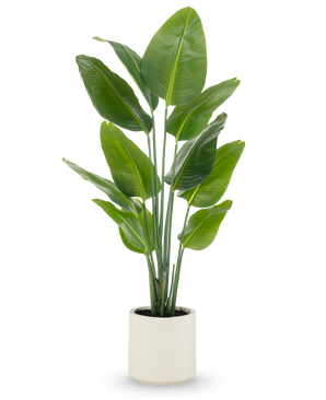 The Artificial Plant Strelitzia Real Touch, 150 cm high with wide green leaves and multiple stems, is delivered ready-made in a beige pot - a lifelike pot plant ideal for modern spaces.