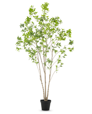 The Artificial Plant Pieris Japonica 240 cm is a tall indoor artificial tree with multiple slender trunks and lush green leaves, in a simple black pot against a white background.