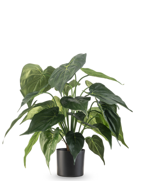 The Artificial Plant Alocasia UV 51 cm has large, shiny, heart-shaped leaves and is placed in a sleek black container against a plain white background.