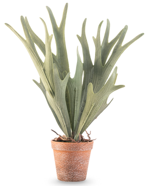 The Artificial Fern Staghorn 43 cm has lifelike green, antler-shaped leaves in a small terracotta pot on a white background.