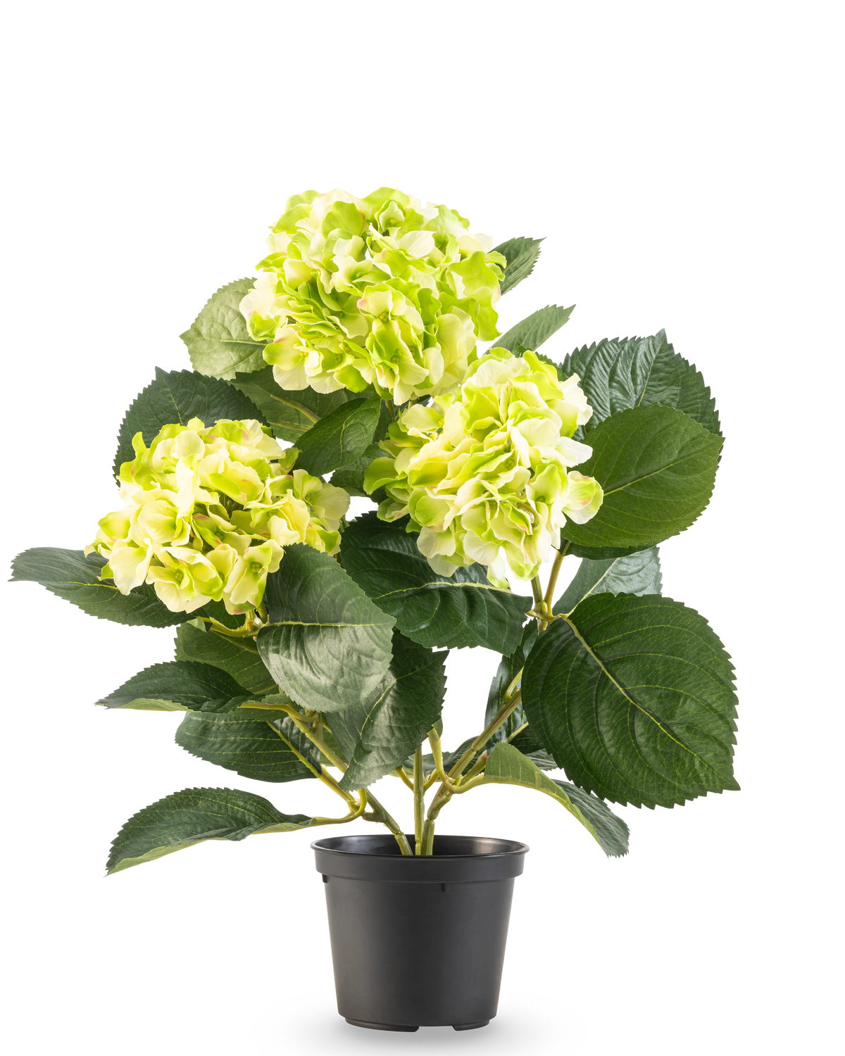 The Artificial Hydrangea Green UV 35 cm has three bunches of light yellow-green flowers and large deep green leaves, all in a pot against a white background.