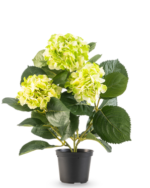 The Artificial Hydrangea Green UV 35 cm has three bunches of light yellow-green flowers and large deep green leaves, all in a pot against a white background.