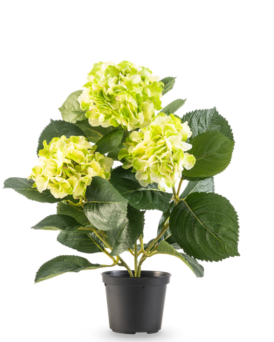 The Artificial Hydrangea Green UV 35 cm has three bunches of light yellow-green flowers and large deep green leaves, all in a pot against a white background.