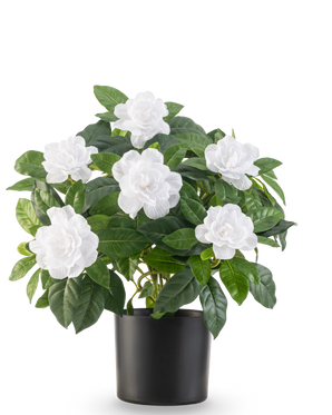 The Artificial Plant Gardenia UV 39 cm white has lush green leaves and large white gardenia flowers in a simple black pot, against a plain white background.