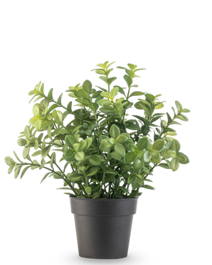 The Artificial Plant Eucalyptus 27 cm has dense green leaves in a simple dark gray pot, against a plain white background.