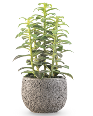 The Artificial succulent plant in decorative pot 25 cm has upright green succulent stems in a gray pot with structure, shown against a white background.