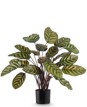 The Artificial Plant Calathea Makoyana UV 60 cm red is an artificial plant with large, oval green leaves with yellow stripes against a plain white background.