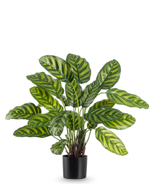 The Artificial Plant Calathea Makoyana 60 cm has large, vibrant green leaves with light green and yellow stripes, in a stylish flower pot against a plain white background.