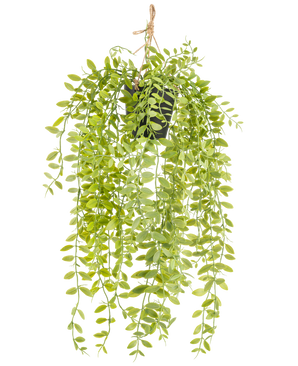 The Artificial hanging plant Pumila in a 55 cm pot has long, hanging stems with small, oval, green leaves, in a black pot with a rope against a white background.