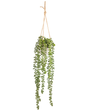 The Artificial Senecio hanging plant in pot 55 cm has long green hanging stems with round leaves, hanging in a white pot on a tan rope, perfect for adding greenery to any space.