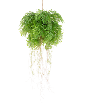 The Artificial hanging plant Fern with roots d55 cm with hanging system has lush green leaves and delicate tendrils, which add lifelike natural beauty to your space. It can be easily hung and enhances any decor with realistic charm.