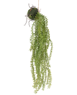 The Artificial Hanging Plant Phlegmariurus Ball 55cm features lush, hanging green leaves that cascade from a moss-covered ball, suspended from string for a stylish display against any background.