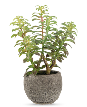 The Artificial succulent in decorative pot 31 cm has a green succulent with thick, upright stems and elongated leaves, in a gray stone pot with texture, perfect as a decorative accent against a white background.