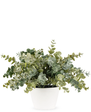 The Artificial Eucalyptus 23 cm plant has lush, round green leaves and comes in a simple white pot, perfect for brightening up any space with its natural look against a plain background.