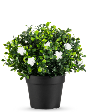 The Artificial Plant Pumila in pot UV 21cm is a small artificial plant with dense green leaves and delicate white flowers, in a simple black pot against a plain white background.