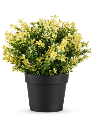 The Artificial Plant Buxus yellow UV 22 cm UV is a small potted plant with dense green and yellow leaves in a simple black pot, against a plain white background.