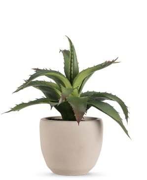 The Artificial succulent plant 20 cm in decorative pot has green, pointed, spiky leaves in a simple round pot of light beige ceramic against a plain white background.