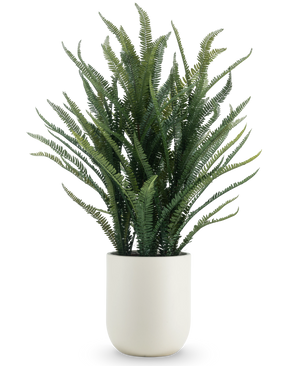The Artificial Boston Fern 127 cm has long, narrow green leaves that grow upwards and outwards. She stands in a sleek white pot against a plain white background.