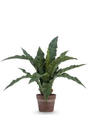 The Artificial Nest Fern 49 cm has long, wavy green leaves in a brown clay pot, against a plain white background.