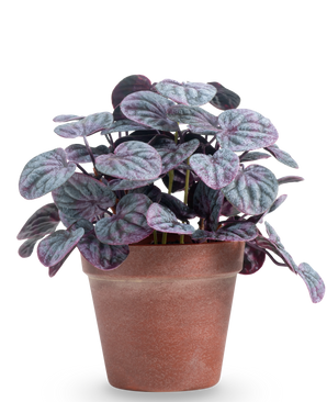 The Artificial Rugose leaf 26 cm gray has round, structured green and purple leaves in a simple brown terracotta pot, against a plain white background.