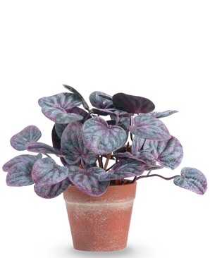 The Artificial Plant Rugose leaf 16 cm gray is an artificial plant with round, colorful leaves in purple and green tones in a terracotta pot against a plain white background.