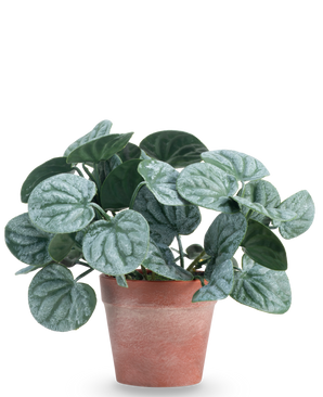 The Artificial Plant Rugose leaf 16 cm green is an artificial plant with round, green leaves and light silvery veins, presented in a red-brown clay pot against a plain white background.