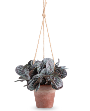 The Artificial Rugose Leaf (18 cm) is an artificial plant with round, leafy green leaves in a rustic gray hanging pot, hung on a tan rope hanger, against a plain white background.