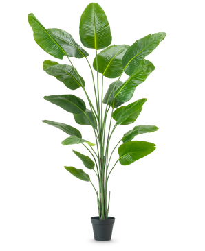 The Artificial Plant Strelitzia 240 cm real touch has large, shiny green leaves in a black pot, against a plain white background.
