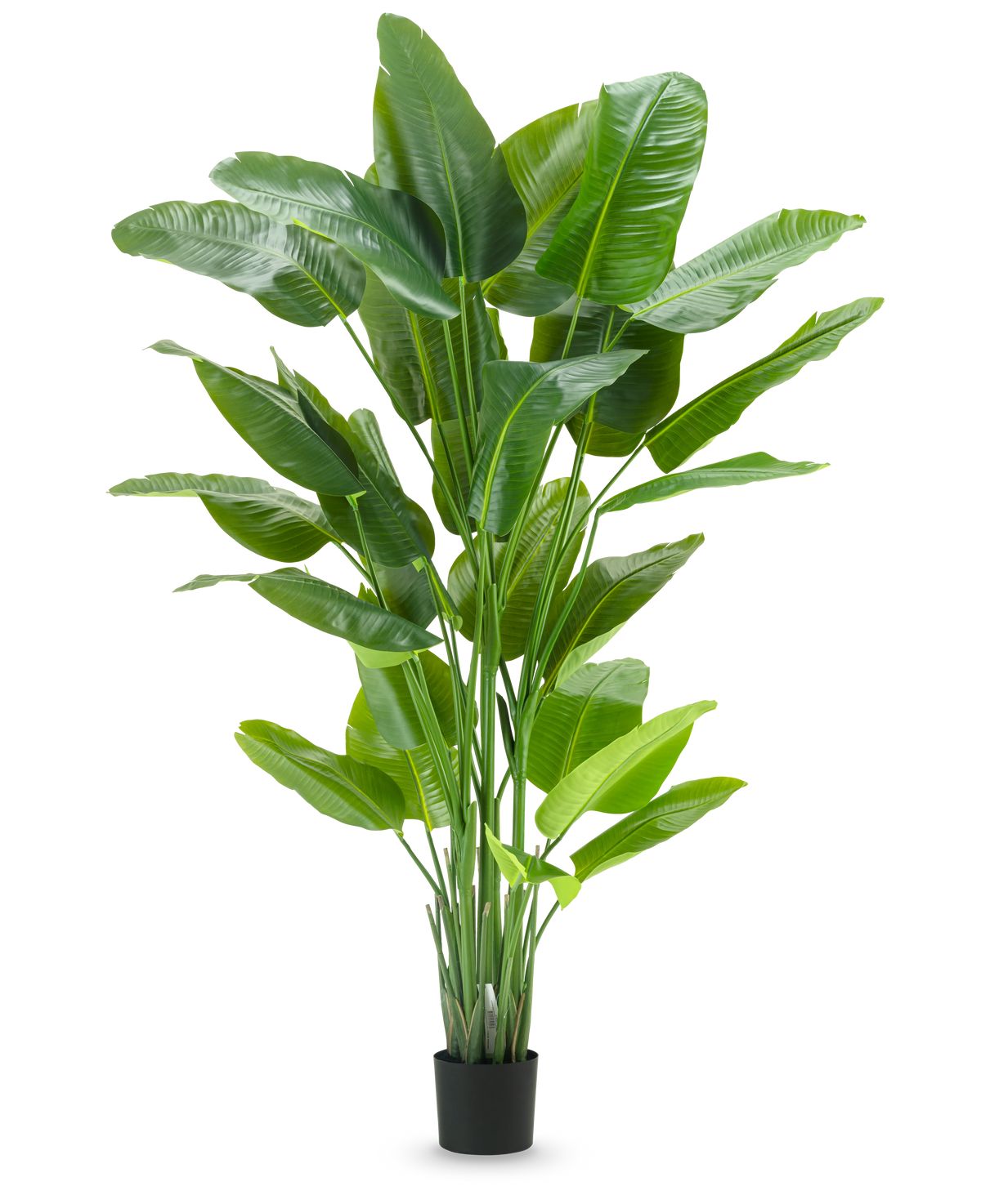 The Artificial Plant Strelitzia Real Touch Deluxe 210 cm has a high, vibrant green foliage with large, glossy leaves in a simple black pot, against a plain white background.