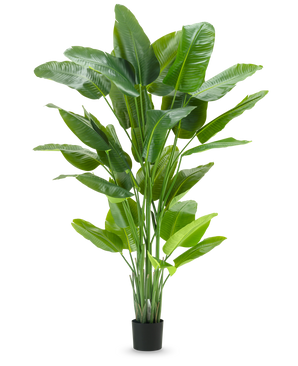 The Artificial Plant Strelitzia Real Touch Deluxe 210 cm has a high, vibrant green foliage with large, glossy leaves in a simple black pot, against a plain white background.