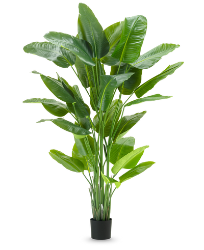The Artificial Plant Strelitzia Real Touch Deluxe 210 cm has a high, vibrant green foliage with large, glossy leaves in a simple black pot, against a plain white background.