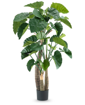 The Artificial Plant Alocasia 180 cm has large, glossy green leaves and several thick stems in a black pot, against a plain white background.