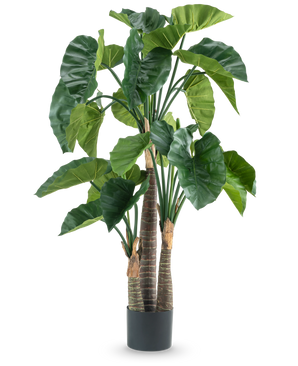 An Artificial Plant Alocasia 150 cm has broad green leaves and three thick brown stems in a simple black cylindrical pot, pictured against a white background.