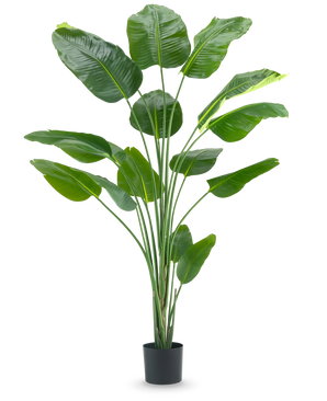The Artificial Plant Strelitzia 210 cm real touch has long, slender stems and large, glossy green leaves against a plain white background.