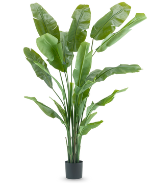 The Artificial Plant Strelitzia Nicolai Deluxe 210 cm has long, wide green leaves in a simple black pot on a white background. This tropical artificial plant gives any room a lush, tropical flair.