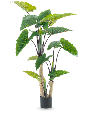 The Artificial Plant Calocasia 180 cm is an artificial plant in a pot with large green arrow-shaped leaves and multiple stems, depicted against a plain white background.