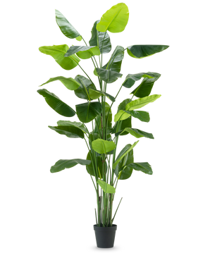 The Artificial Plant Strelitzia Real Touch Deluxe 300 cm is a tall artificial plant with long, wide green leaves in a black pot, depicted against a plain white background.