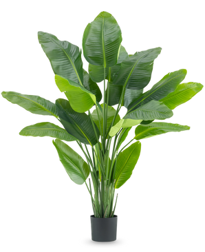 The Artificial Plant Strelitzia Real Touch Deluxe 180 cm is a tall artificial plant with large, shiny green leaves like a tropical bird of paradise, in a simple black pot against a white background.