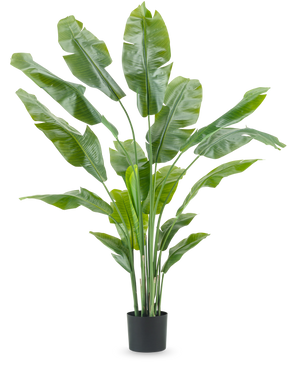 Artificial plant Strelitzia Nicolai Deluxe 180 cm with long, wide green leaves in a simple black pot stands out against a plain white background - a striking houseplant and stylish decor piece for any interior.