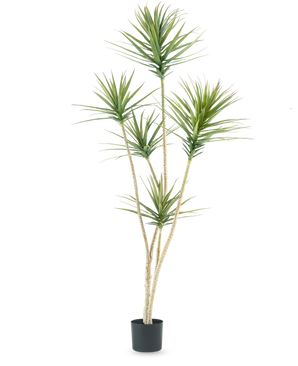 The Artificial Plant Dracaena Fragnans 180 cm is a tall artificial plant with several long, slender stems and bunches of spiky green leaves against a plain white background.