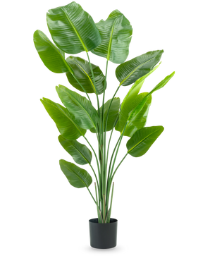 The Artificial Plant Strelitzia 180 cm real touch is a tall, green artificial plant with long stems and large, shiny leaves that resemble a bird of paradise, against a plain white background.