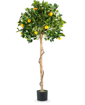 An Artificial Plant Orange Tree on single trunk 150 cm in pot with a slender trunk, vibrant green leaves and realistic orange fruits, pictured against a plain white background.